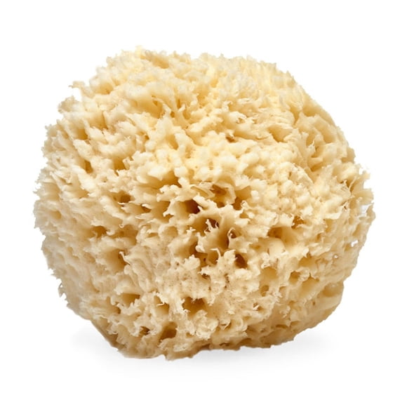Esponja de lana marina, espuma, exfoliante corporal natural