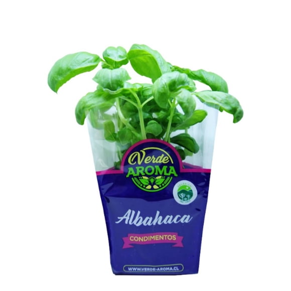 Albahaca Orgánica, 1 Un