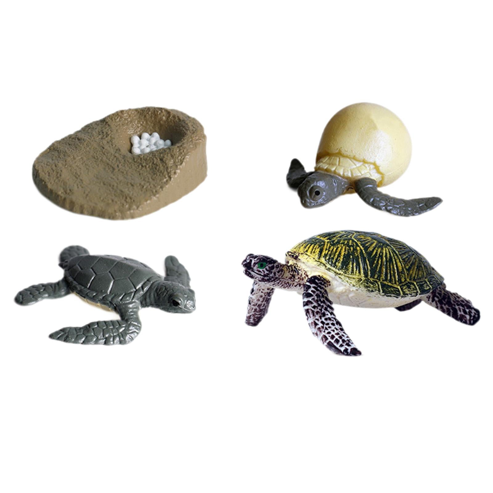 Bothyi - Juego De Ciclo De Crecimiento De Tortugas Marinas, Juguete Educativo, 4 Uds., Juguete Educativo Para Niños Y Niñas