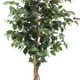 thumbnail image 2 of Ficus 120 Cm, 2 of 3