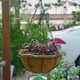 thumbnail image 2 of Serie de cesta colgante, 8 pulgadas con cadena de metal colgante cestas para plantas al aire libre colgante macetas de flores al aire libre decorativo redondo alambre planta titular, 2 of 3