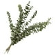 thumbnail image 1 of 10 Uds. De Hojas De Eucalipto, Ramo De Plantas Reales, Suministros De Decoración Para El Hogar Y La Boda, 1 of 3