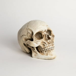 Dym - Maqueta De Cráneo Humano Modelo Anatómico.