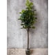 thumbnail image 3 of Planta Decorativa Arbol De Fiddle Tronco Grueso 180Cm, 3 of 3