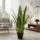 thumbnail image 1 of Decoracion Interior Planta Artificial Lengua de Suegra Sansevieria verde mediano, 1 of 7