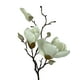 thumbnail image 2 of Magnolia Blanca 50cm, 2 of 3