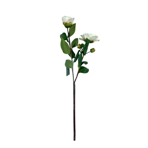 Camelia Blanca 52cm