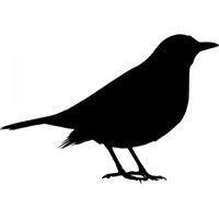 Rienda Libre Graphics - Decomural Blackbird Bird Ws-33496