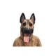thumbnail image 1 of Mascara Perro Pastor Alemán Halloween Cosplay, 1 of 5