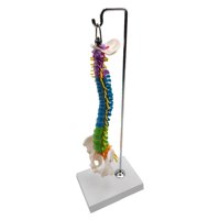 Magideal - Columna De Modelo De Columna Vertebral De Anatomía De Esqueleto De Tamaño Real Con Soporte Para Demostración, Suministros De Enseñanza, Herramienta Ed Con Pelvis Colgando