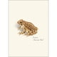 thumbnail image 5 of Juego de 8 tarjetas de felicitación Earth Sky + Water – Ranas y Sapos, 5 of 6