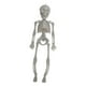 thumbnail image 1 of Esqueletos De Articulación De Cuerpo Completo, Decoración De Estatuilla De Estatua De Esqueleto De Halloween De 11'', 1 of 3