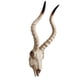 thumbnail image 1 of Resina Long Horned RAM Decor Skull Wall Mount Skull Decor Para Home Office C 56.5x21.5x13cm, 1 of 5