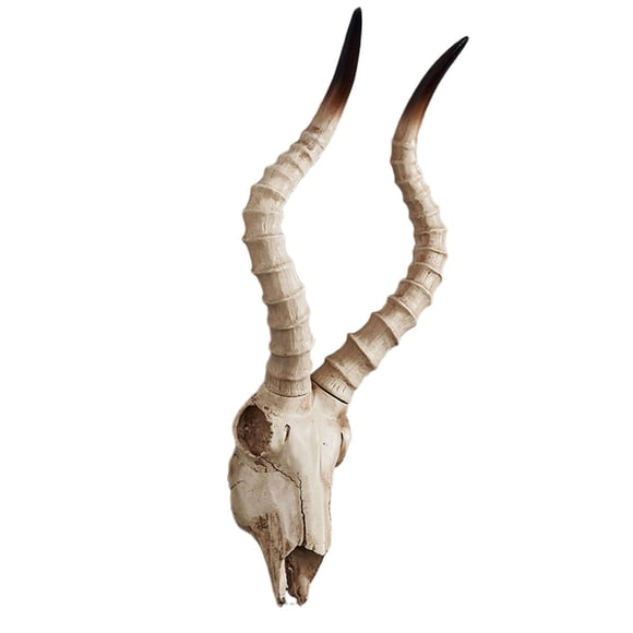 Resina Long Horned RAM Decor Skull Wall Mount Skull Decor Para Home Office C 56.5x21.5x13cm