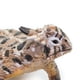 thumbnail image 4 of Figura de lagarto cornudo de Safari Ltd., 13 cm, juguete educativo para mayores de 3 años, 4 of 5