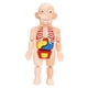 thumbnail image 2 of Torso Humano Cuerpo Modelo Anatomía órganos Internos Anatómicos Herramientas De Enseñanza, 2 of 5