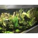 thumbnail image 4 of Planta artificial BEGONDIS 30 x 17 cm, juego de 3, tela de seda, 4 of 8