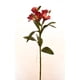 thumbnail image 1 of Astromelia Rosada 61 Cm, 1 of 2