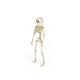 thumbnail image 1 of Esqueleto Articulado 40 cm Halloween - Frank & Mortis, 1 of 3