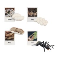 Bothyi - Figuritas De Ciclo De Vida Juguete Educativo Realista Para Favores De Fiesta Hormigas