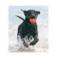 thumbnail image 5 of Collar de Entrenamiento para Perros 300mt 8 Niveles Naranja, 5 of 5