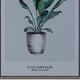 thumbnail image 2 of Cuadro Decorativo Cyclanthus Friend 70 x 50, 2 of 4