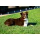 thumbnail image 3 of Collar adicional para perros Fence eXtreme Dog Fence Active, 3 of 6