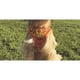 thumbnail image 4 of Dashi Boom Neo Mesh Large, 4 of 4