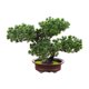 thumbnail image 1 of Plantas Artificiales De La Casa Del árbol De Pino De La Decoración De Los Bonsais Para La Mesa Del Comedor Estilo Duradero D, 1 of 3