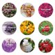 thumbnail image 2 of Kit de flores secas SACATR para hacer jabón, hacer velas, baño, 2 of 7