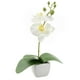 thumbnail image 1 of Orquidea Artificial 5X5X22.5Cm, 1 of 3