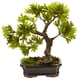 thumbnail image 1 of Planta de bonsái artificial Podocarpus casi natural con maceta, 1 of 3
