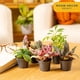 thumbnail image 2 of Mini plantas de interior Live Costa Farms, fáciles de mantener, 10 a 15 cm, 6 unidades, 2 of 9