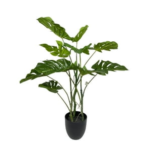 Corel - Planta Philodendro 89Cm