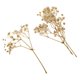 thumbnail image 1 of Hojas prensadas Flores secas naturales Tarjetas Scrapbooking haciendo blanco, 1 of 5