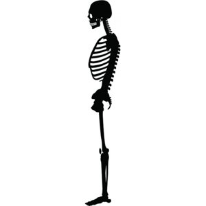 Rienda Libre Graphics - Decomural Skeleton Science School Ws-18640