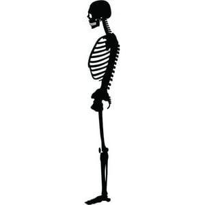 Rienda Libre Graphics - Decomural Skeleton Science School Ws-18640
