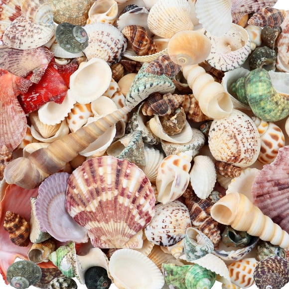 Sea Shells WEOXPR, 200 unidades, playa mixta, océano, para manualidades y niños