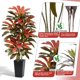 thumbnail image 4 of Árbol Artificial FSOHOI 183 cm Dracaena Roja para Interiores, 4 of 9