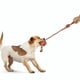 thumbnail image 4 of Pet Toy Dog Bite Chewing Toothbrush Ball-shaped Toy Interactive TPR Plastic Rubber Cotton Rope Toy, 4 of 5