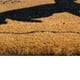 thumbnail image 2 of Limpiapiés Rubber Design 45X75 Café 621800, 2 of 3