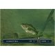 thumbnail image 2 of Videojuego Reel Fishing Anglers Dream (2009), 2 of 6