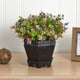 thumbnail image 5 of Planta artificial casi natural de sedum y eucalipto de 33 cm, 5 of 5