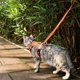 thumbnail image 3 of Arnés para Gato Pangdi L/E Malla Naranja Reflectante con Correa, 3 of 3