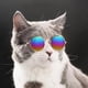 thumbnail image 2 of LENTES DE SOL KAWAI PARA MASCOTAS, 2 of 3