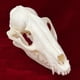 thumbnail image 2 of Calavera de mapache con forma de calavera de animal real de taxidermia para regalo educativo, 2 of 7