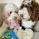 thumbnail image 4 of Chew Toys Rocket & Rex, paquete de 6 unidades para perros pequeños y medianos, 4 of 9