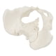 thumbnail image 3 of Modelo de pelvis femenina EINCORN 15x13x7 cm para educación anatómica, 3 of 8