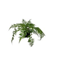 Corel - Arreglo De Helecho Pluma 55Cm Con Acabado Natural Artificial