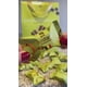 thumbnail image 2 of Chocolate Dubai Pistachio Bostani 500 g, 2 of 2